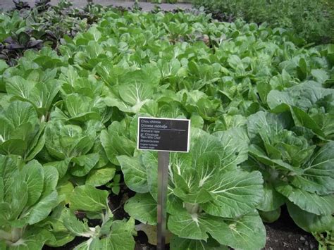 Australia Vegetable Planting Calendar Month Wise Chart Dates Guide