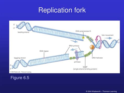 Ppt Chapter The Genetics Of Microorganisms Powerpoint Presentation