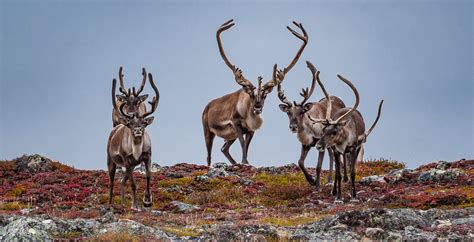 How Will Climate Change Affect Arctic Caribou and Reindeer? | Arctic Focus