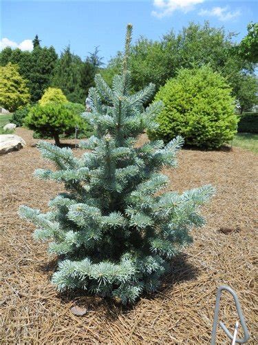 Abies Lasiocarpa Glauca Compacta Glauca Compacta Dwarf Blue Subalpine Fir Plant Lust