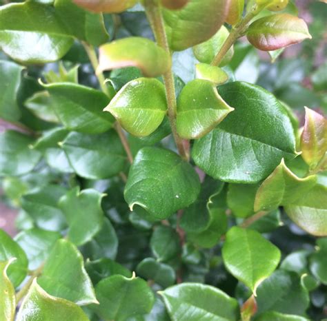 Luma Apiculata Xera Plants