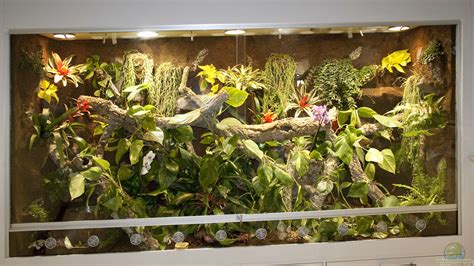 Terrarium Einrichten Einrichtungsbeispiele