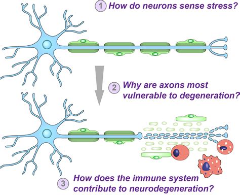 Control Of Axon Degeneration By The Neuronal Cell Body Burke