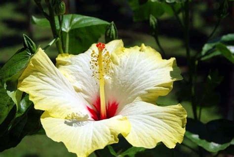 Hibiscus Care How To Care For Hibiscus Flower Glossary