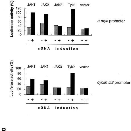 Activation Of Proliferation Associated Genes By Jaks A Cells Were