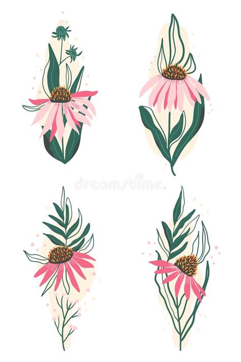 Coneflower With Leaves Composition Set Pink Flowers Isolated On White