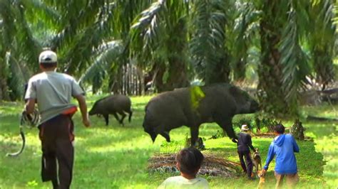 Akhirnya Babi Hutan Besar Melintas Di Depan Kameramen Buruan