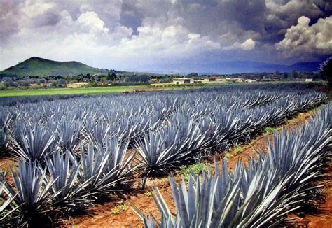 Los Secretos De La Tierra Rojiza Que Da El Tequila Cultura