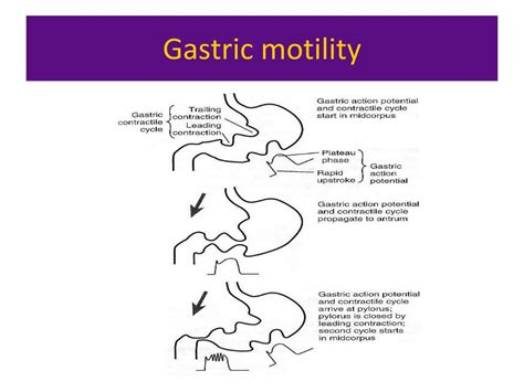 Ppt Gatrointestinal Secretions And Motility Powerpoint Presentation