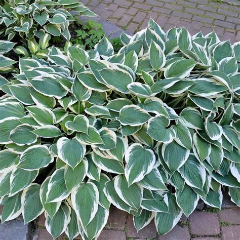 8 Easiest Hosta Varieties to Grow | The Family Handyman