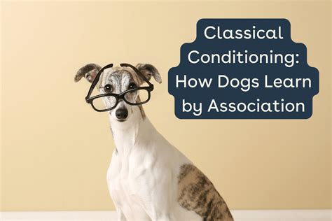 Classical Conditioning: How Dogs Learn By Association | Pupford