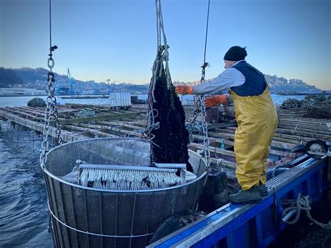 Sabes C Mo Se Cultivan Los Mejillones En Las Bateas Gu Ate Galicia