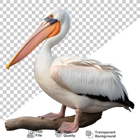 Premium PSD Pelican Isolated On Transparent Background Include Png File