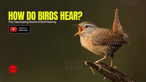 The Fascinating World Of Bird Hearing How Do Birds Hear YouTube