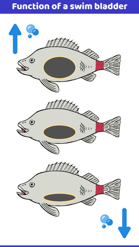What Is the Function of The Swim Bladder? With Infographic | Hepper