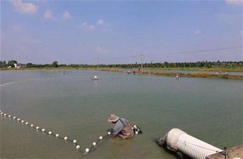 肉质q弹、个头大！本地罗氏沼虾开捕上市