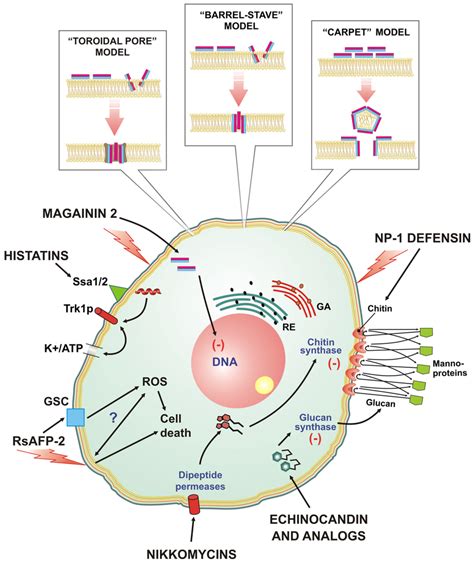 Modes Of Action Proposed For Anti Fungi Peptides Download Scientific