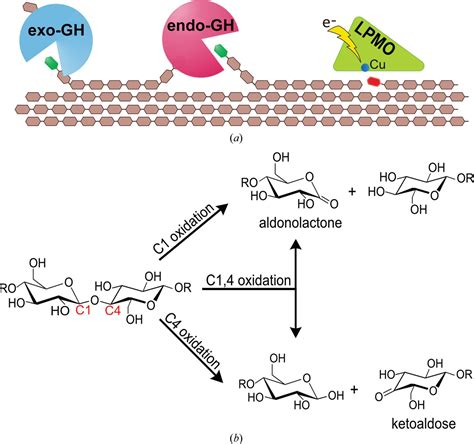 Iucr Structure Of A C C Oxidizing Aa Lytic Polysaccharide