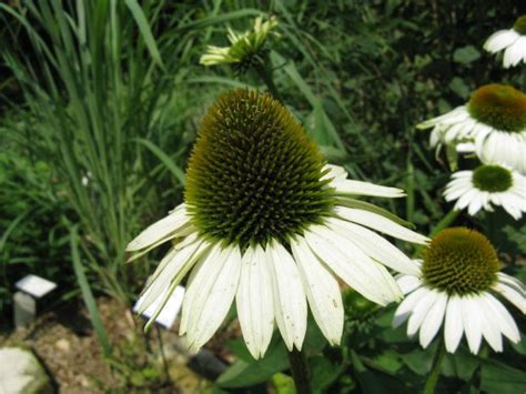 Equinácea Primadonna White Echinacea purpurea Primadonna White