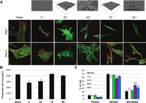 Cell Morphology Of HMSCs On The Di Ff Erent Substrates A Staining Of