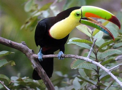 Three Tips to See Toucans and Other Exotic Birds on a Trip to Costa ...