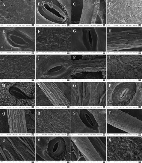 Scanning electron microscope photographs of epidermal cells in ...