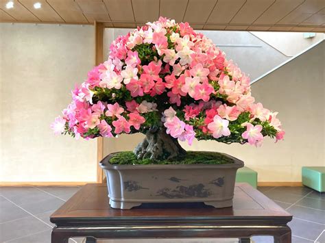 Thriving Azalea Bonsai: Expert Tips for Care