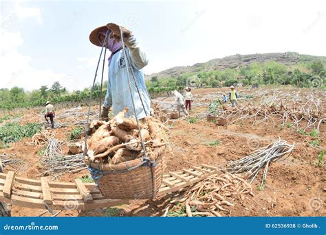 Harvesting Cassava Editorial Stock Photo Image Of Harvesting 62536938