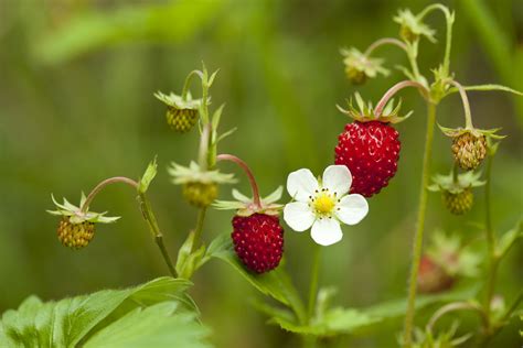 Erdbeeren Welcher Herkunft Stammen Die Pflanzen Ab