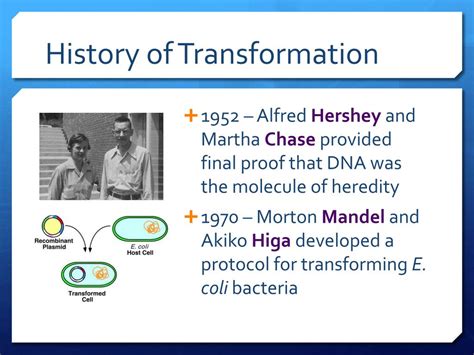 Ppt Genetic Transformation Powerpoint Presentation Free Download