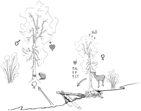 Plant Sex Influences On Riparian Communities And Ecosystems Scheuerell 2023 Ecology And