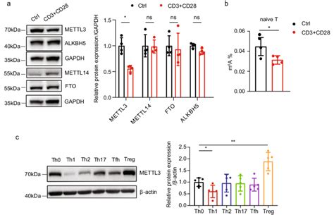 Mettl3 Expression Varies After Inducing T Cell Activation And