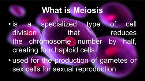 Meiosis Sexual Reproduction Meiosis 1 And 2 Ppt Free Download