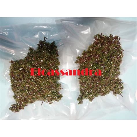 Jual Andaliman 1000 Gram Merica Batak Tuba Ittirittir Shopee Indonesia