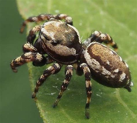 25 Spiders That Are Black And White With Pictures