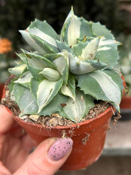 Αγαύη Agave potatorum Ouhi Raijin Variegata Green Mall