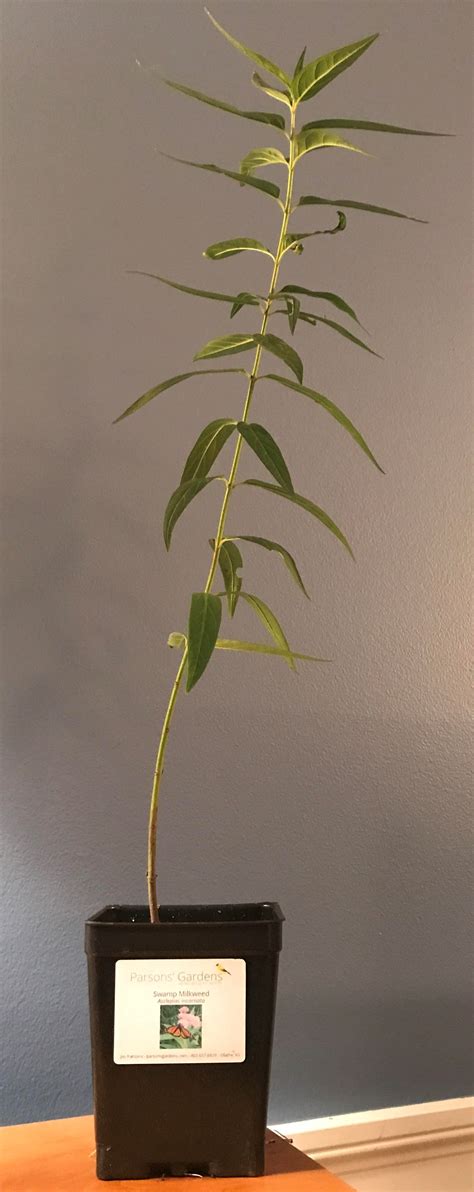 Milkweed… Monarchs… & Migration – Parsons' Gardens