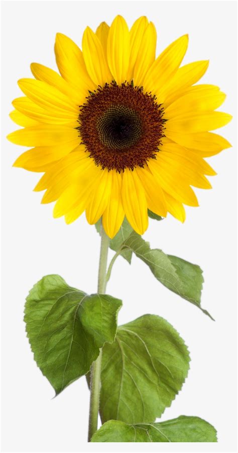 clipart sunflowers