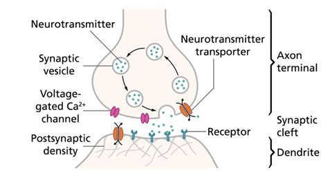 Adjuntar a Convencional ellos serotonin transporter Punto muerto ...