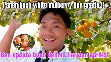 PANEN BUAH WHITE MULBERRY LIAR DAN UPDATE BUAH DELIMA DAN APRIKOT