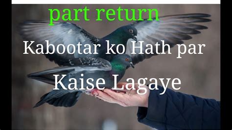 Kabootar Ko Hath Par Kaise Lagaye YouTube