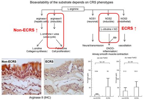 Ijms Free Full Text The Functional Diversity Of Nitric Oxide