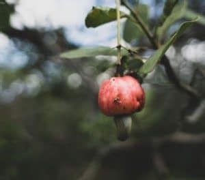 How To Grow Cashew Trees Cashew Tree Care Tips Belo Garden