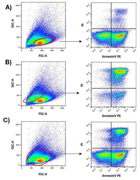 Flow Cytometry Analysis Using Annexin V And Pi Staining And Hoechst A