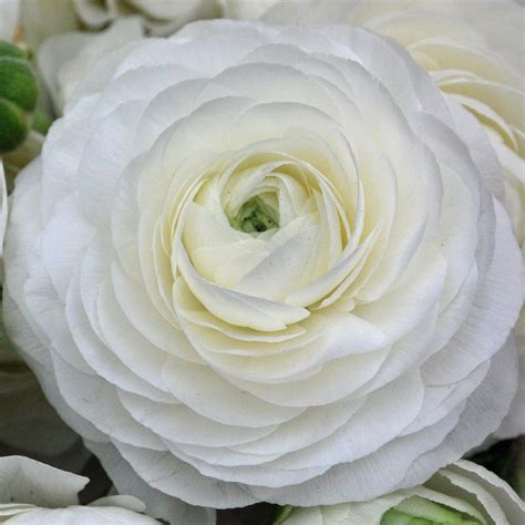 Ranunculus Aviv White Rose Cottage Plants