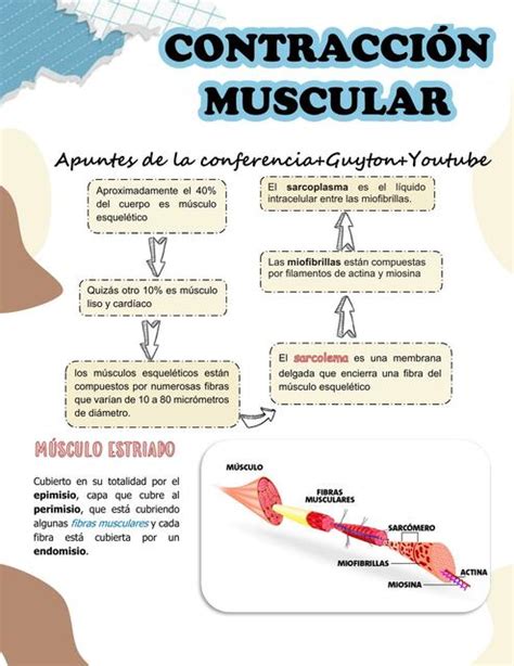 Contracción Muscular Genesis Loaisiga uDocz