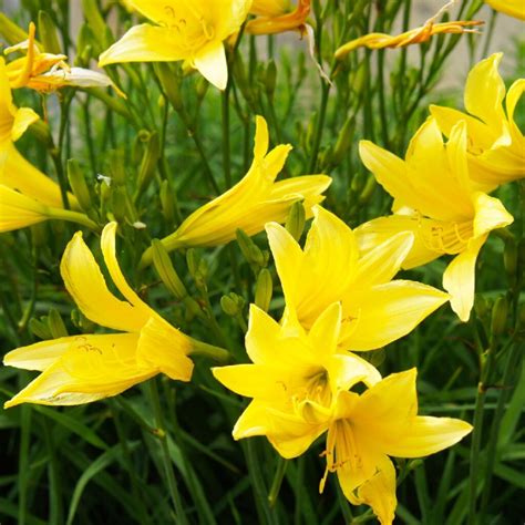 Why Are My Daylilies Leaves Turning Yellow In Summer Sublime Gardens