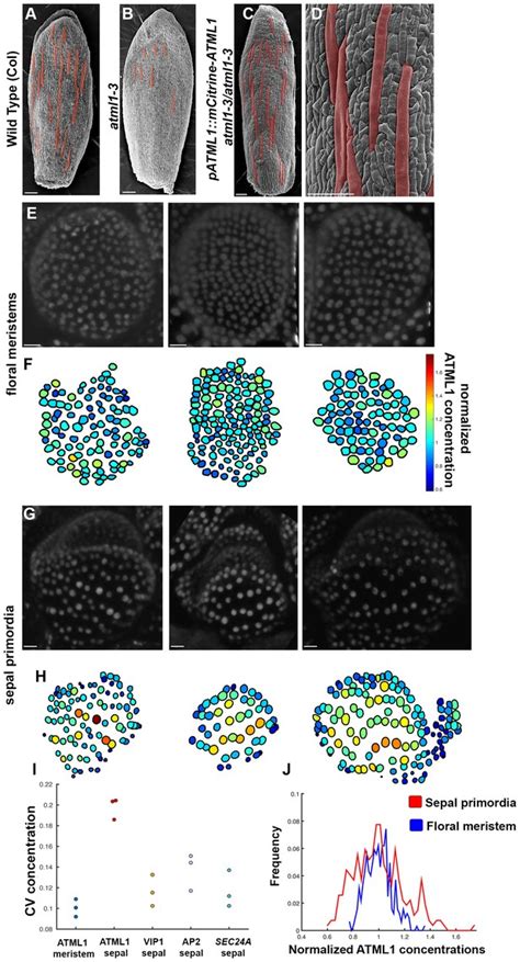 Fluctuations Of The Transcription Factor Atml Generate The Pattern Of