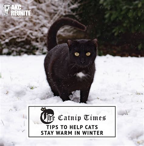 how do stray cats survive cold weather - Captions Definition