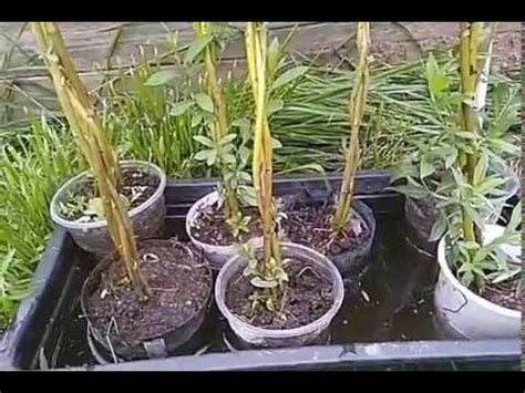 Ива - интересные идеи для сада#питомникмедуница - YouTube